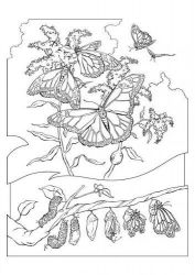 plansa de colorat animale #21