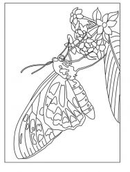 plansa de colorat animale #3