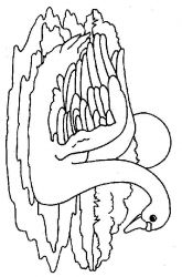 plansa de colorat animale #12