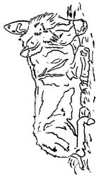 plansa de colorat animale magari #8