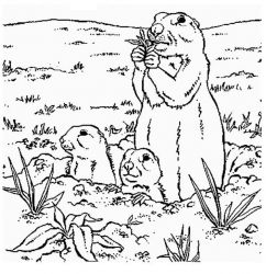 plansa de colorat animale #8