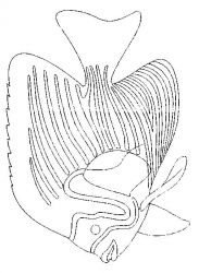 plansa de colorat animale pestisori #4