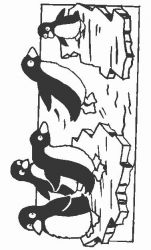 plansa de colorat animale pinguini #17