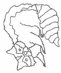 plansa de colorat animale #15