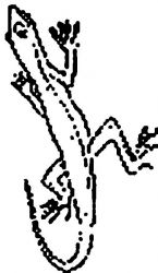 plansa de colorat animale soparle #6