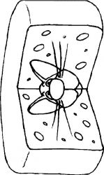 plansa de colorat animale #9