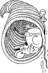 plansa de colorat animale #2