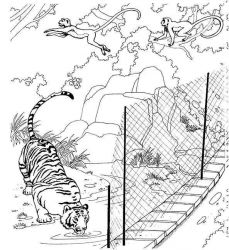 Planse De Colorat Cu Animale Tigri Desene De Colorat Cu Animale Tigri Animale Tigri De Colorat