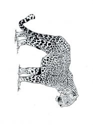 plansa de colorat animale #18