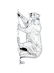 plansa de colorat animale #8