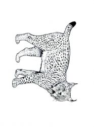 plansa de colorat animale #15