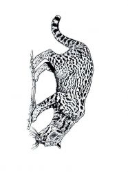 plansa de colorat animale #17