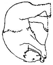 plansa de colorat animale ursuleti #3