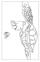 plansa de colorat finding nemo #3