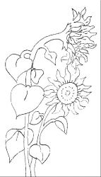 plansa de colorat floarea soarelui #3