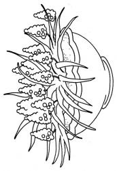 plansa de colorat flori #12