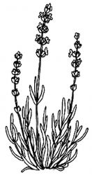 plansa de colorat flori #17