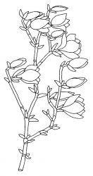 plansa de colorat flori #6