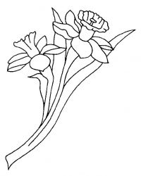 plansa de colorat flori narcise #1