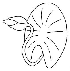 plansa de colorat flori #9