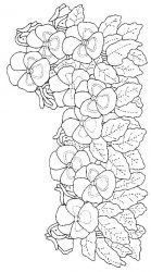 plansa de colorat flori panselute #3