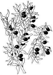 plansa de colorat fructe #1