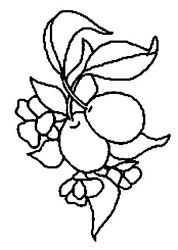 plansa de colorat fructe #16