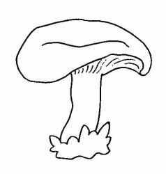 plansa de colorat fructe si legume #17