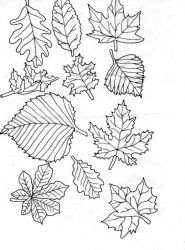 plansa de colorat frunze #13