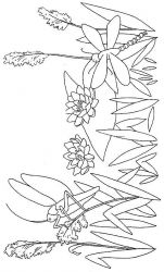 plansa de colorat insecte #1