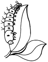 plansa de colorat insecte #13