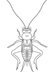 plansa de colorat insecte #1