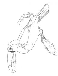 plansa de colorat pasari #20