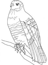 plansa de colorat pasari #1