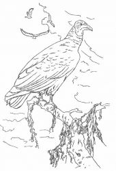 plansa de colorat pasari #2