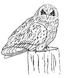 plansa de colorat pasari #5