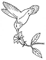 plansa de colorat pasari #8