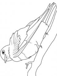 plansa de colorat pasari #13