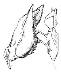 plansa de colorat pasari #15