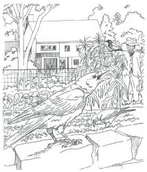 plansa de colorat pasari #16