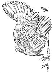 plansa de colorat pasari #20