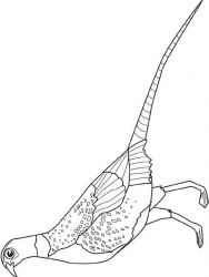 plansa de colorat pasari #2