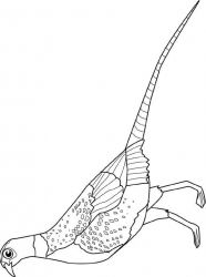 plansa de colorat pasari #3