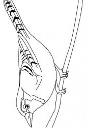 plansa de colorat pasari #8