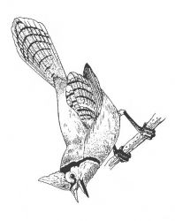 plansa de colorat pasari #9