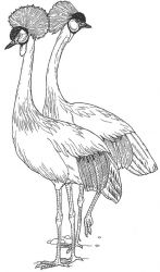 plansa de colorat pasari #10