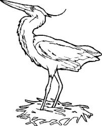 plansa de colorat pasari #11