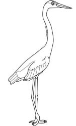 plansa de colorat pasari #12