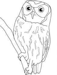 plansa de colorat pasari #15