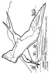 plansa de colorat pasari #17